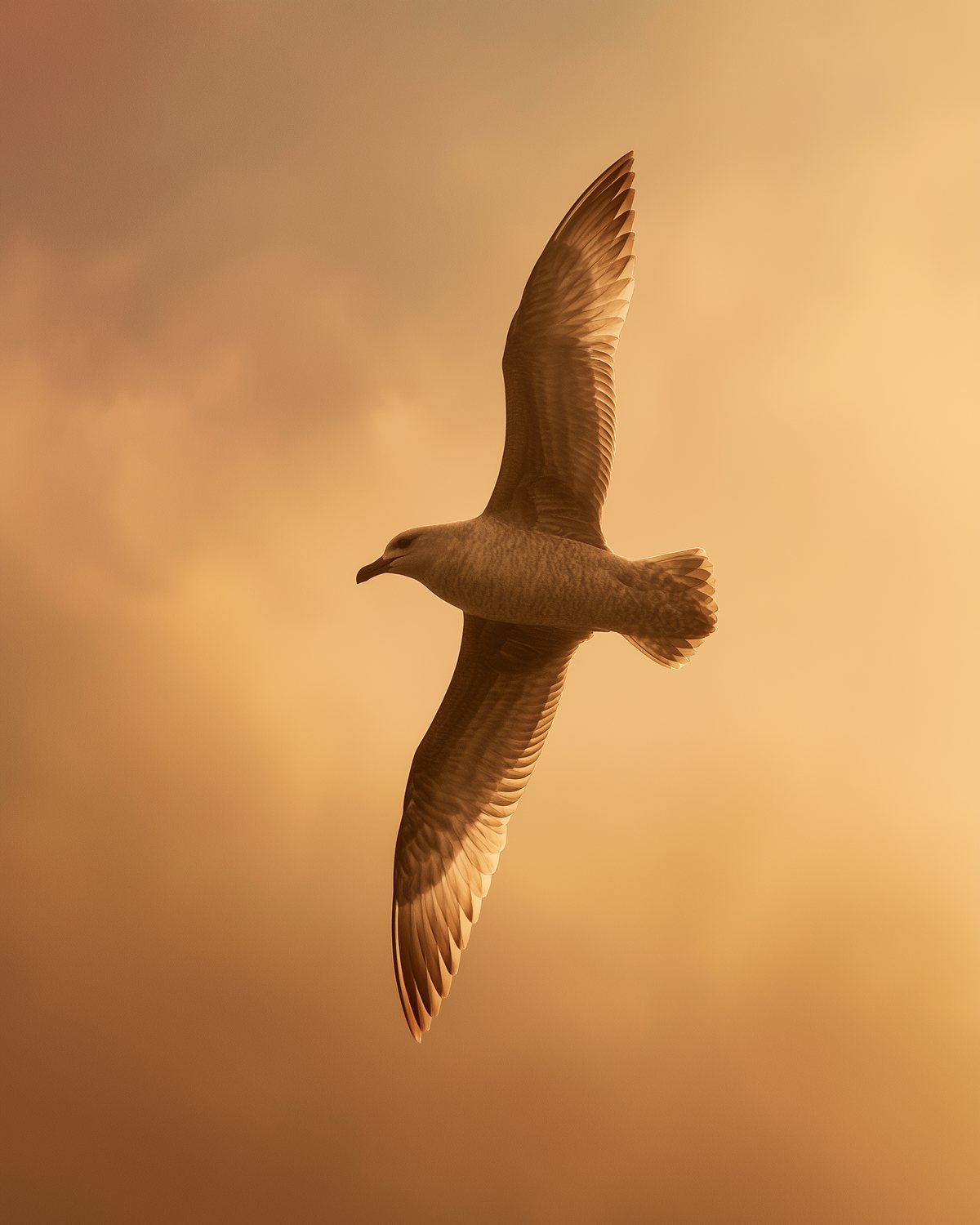 ʻIwa gliding on the updraft through first light over Sandy Beach